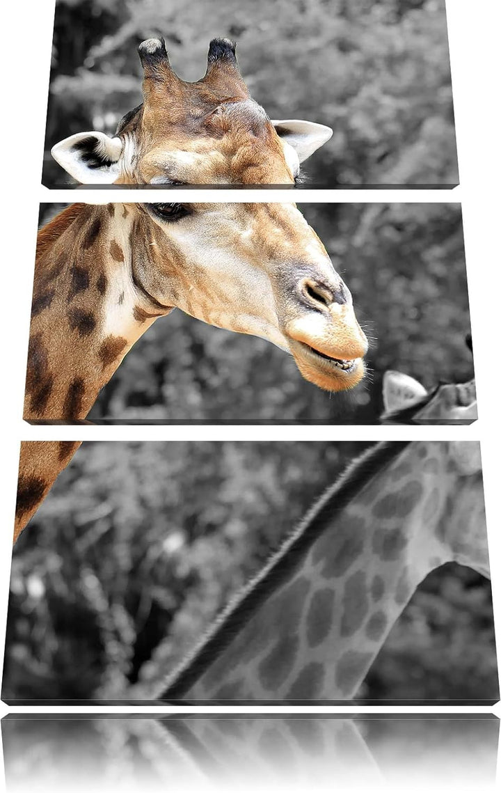 Pixxprint Zwei schöne Giraffen schwarz/weiss als Leinwandbild/Grösse: 3 Teilig (120x80) cm/Wandbild/