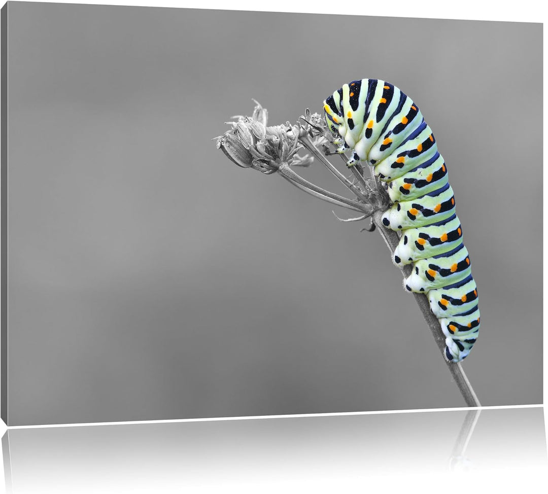 Grüne Raupe auf Ast Insekten Urwald Tiere schwarz/weiss Format: 100x70 auf Leinwand, XXL riesige Bil