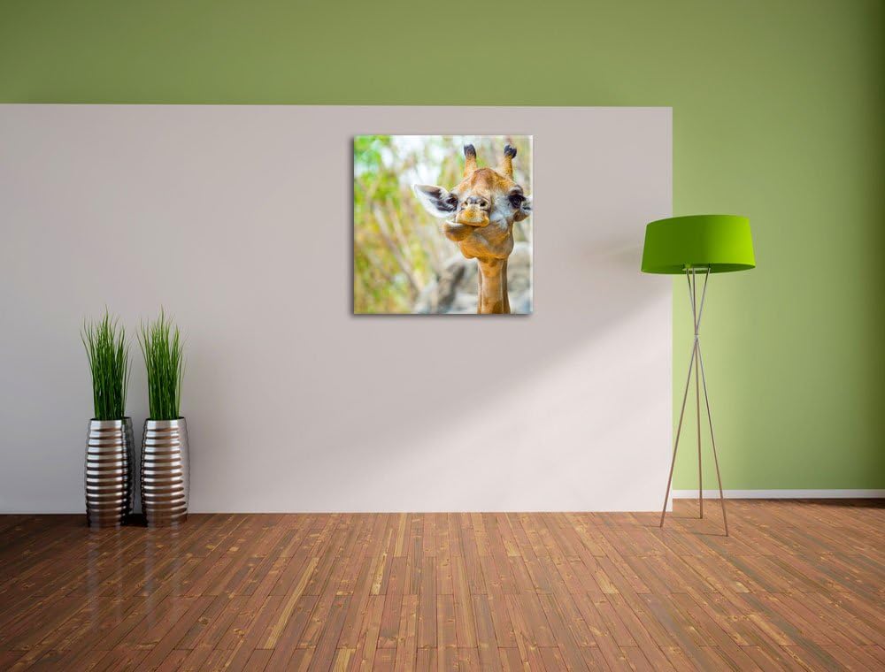 Giraffe in der Natur, Format: 70x70 auf Leinwand, XXL riesige Bilder fertig gerahmt mit Keilrahmen,