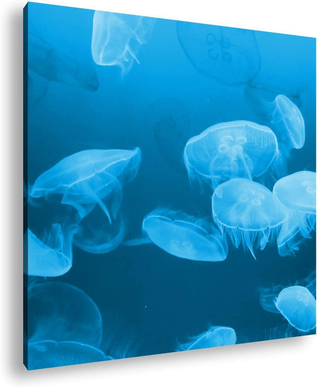 deyoli viele Blaue Quallen Format: 60x60 Effekt: Monocrome Blau als Leinwandbild, Motiv fertig gerah