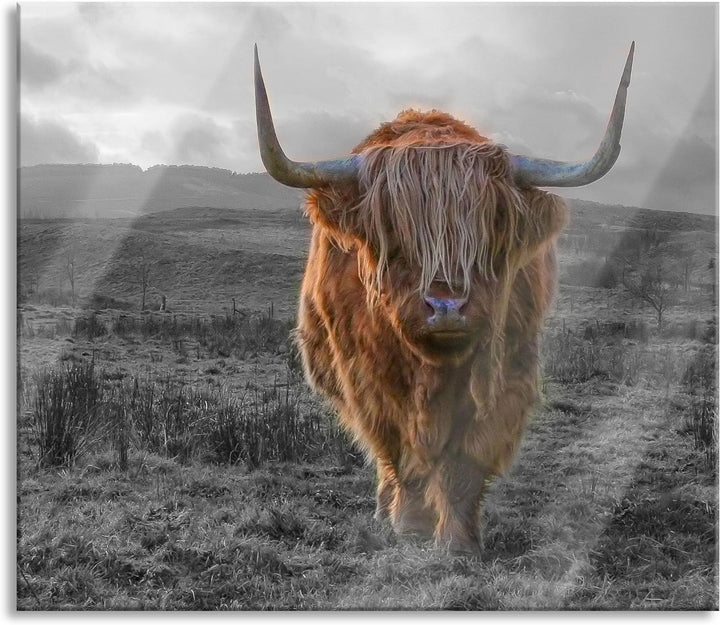 Highlandrind bei Sonnenuntergang B&W Detail Herdabdeckplatte & Spritzschutz aus Echtglas | Für Herd-