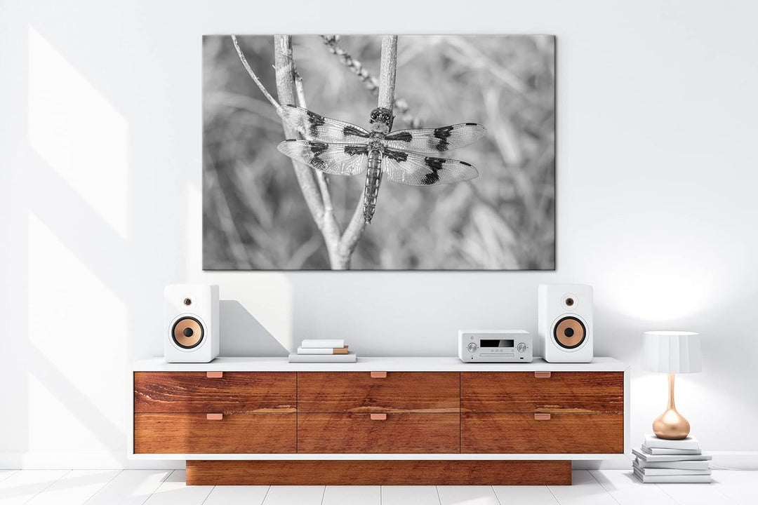 deyoli zauberhafte Drachen Libelle Format: 80x60 Effekt: Schwarz&Weiss als Leinwandbild, Motiv ferti