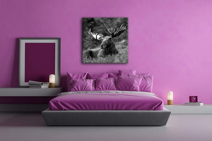 deyoli ruhig liegender Elch Format: 60x60 Effekt: Schwarz&Weiss als Leinwandbild, Motiv fertig gerah