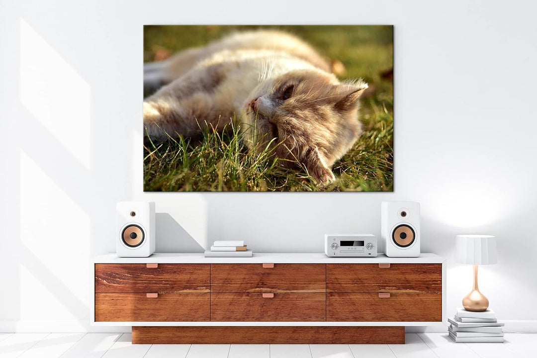 deyoli kleine Katze beim Entspannen Format: 120x80 als Leinwandbild, Motiv fertig gerahmt auf Echtho