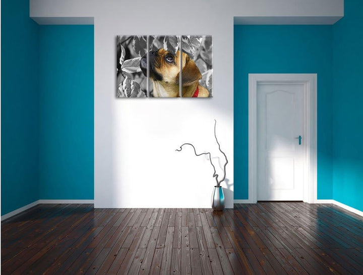 Pixxprint zwischen Blättern Mops als Leinwandbild/Grösse: 3 Teilig (120x80) cm/Wandbild/Kunstdruck/f
