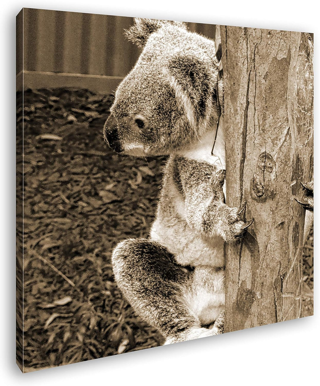deyoli niedlicher Koala in Australien Format: 70x70 Effekt: Sepia als Leinwandbild, Motiv auf Echtho