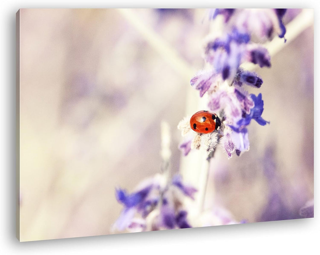 deyoli süsser Marienkäfer auf einem Lavendelzweig Format: 80x60 als Leinwandbild, Motiv fertig gerah