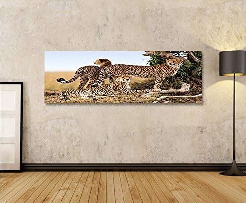 islandburner Bild Bilder auf Leinwand Gepard Geparden Raubkatze Panorama XXL Poster Leinwandbild Wan