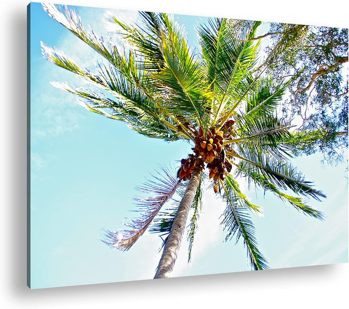 deyoli Kokosnüsse an einer tropischen Palme Format: 80x60 als Leinwandbild, Motiv fertig gerahmt auf