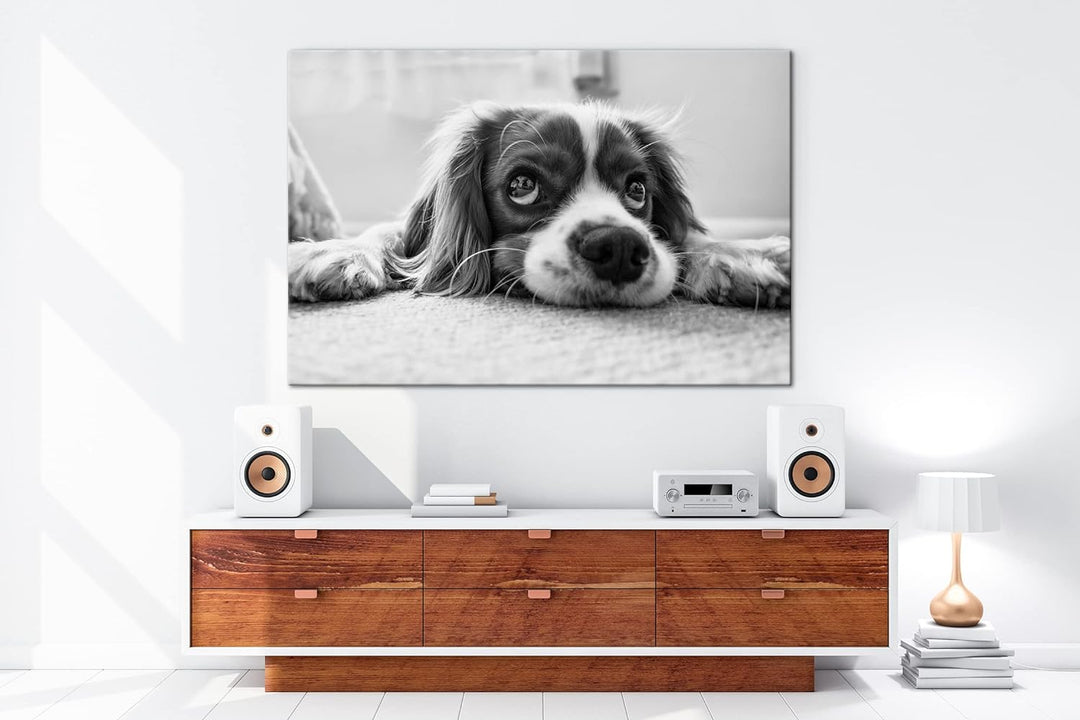 deyoli zauberhafter Cocker Spaniel Effekt: Schwarz&Weiss Format: 80x60 als Leinwandbild, Motiv ferti