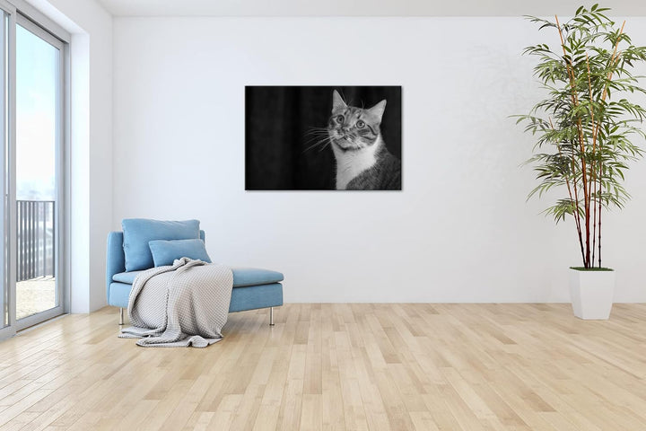 deyoli rot-weiss gefleckte Fellnase Format: 80x60 als Leinwand, Effekt: Schwarz&Weiss, Motiv fertig