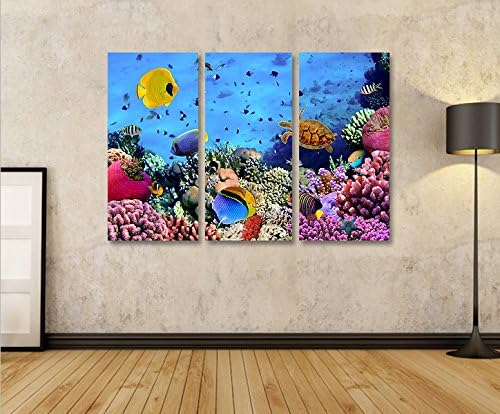 islandburner Bild Bilder auf Leinwand Aquarium Fische Meerwasser Tropische Doktorfische 3p XXL Poste