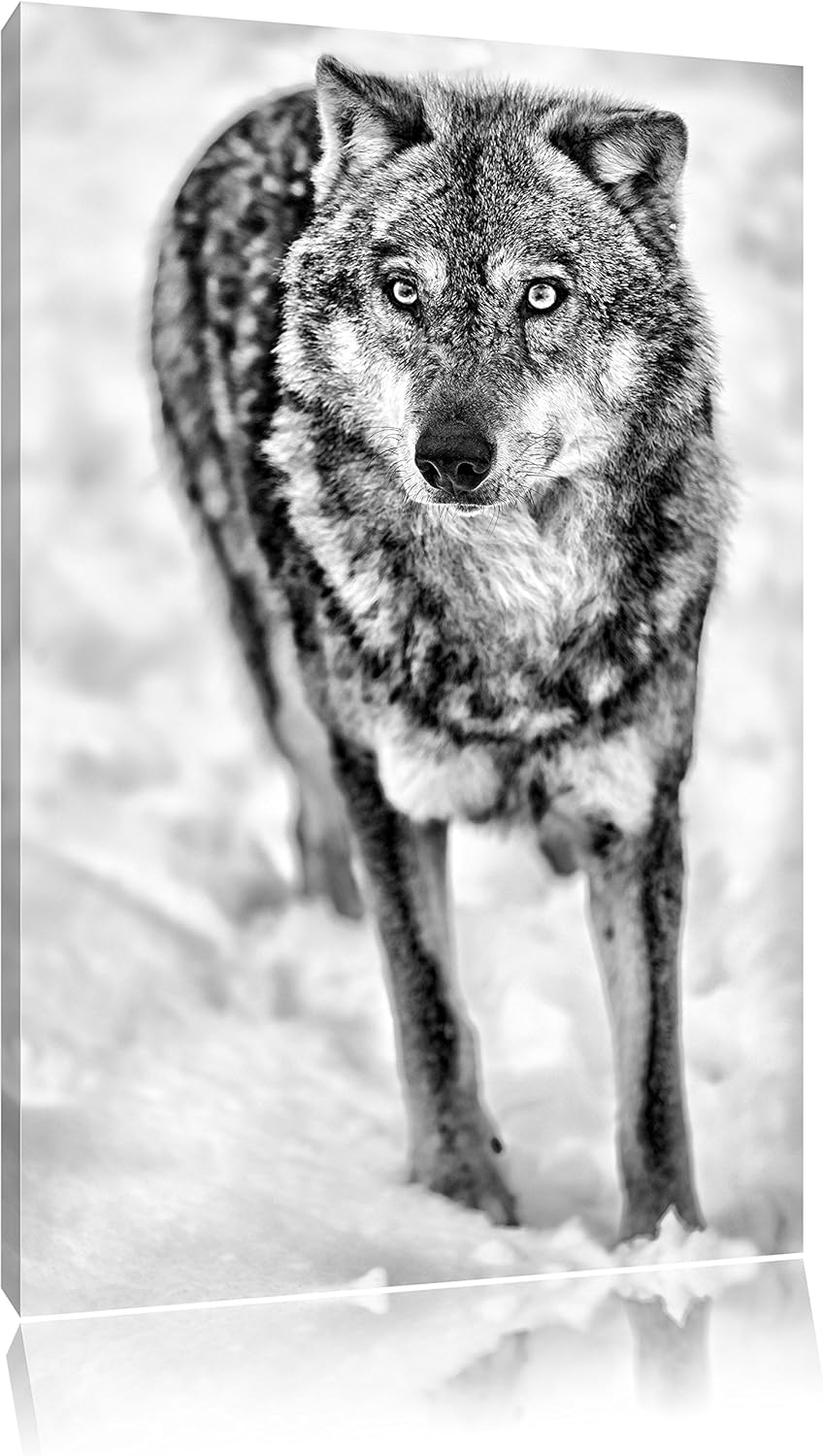 Pixxprint Wolf in Schneelandschaft als Leinwandbild/Grösse: 100x70 cm/Wandbild/Kunstdruck/fertig bes
