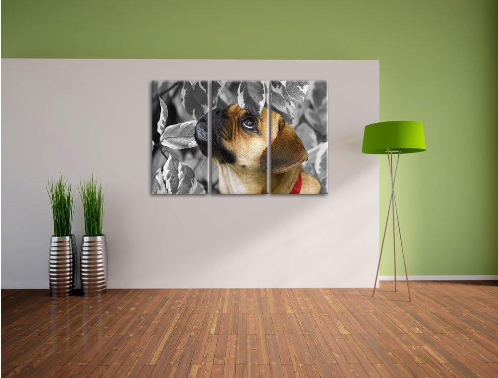Pixxprint zwischen Blättern Mops als Leinwandbild/Grösse: 3 Teilig (120x80) cm/Wandbild/Kunstdruck/f