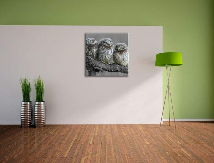 Eulen auf Ast schwarz/weiss, Format: 70x70 auf Leinwand, XXL riesige Bilder fertig gerahmt mit Keilr