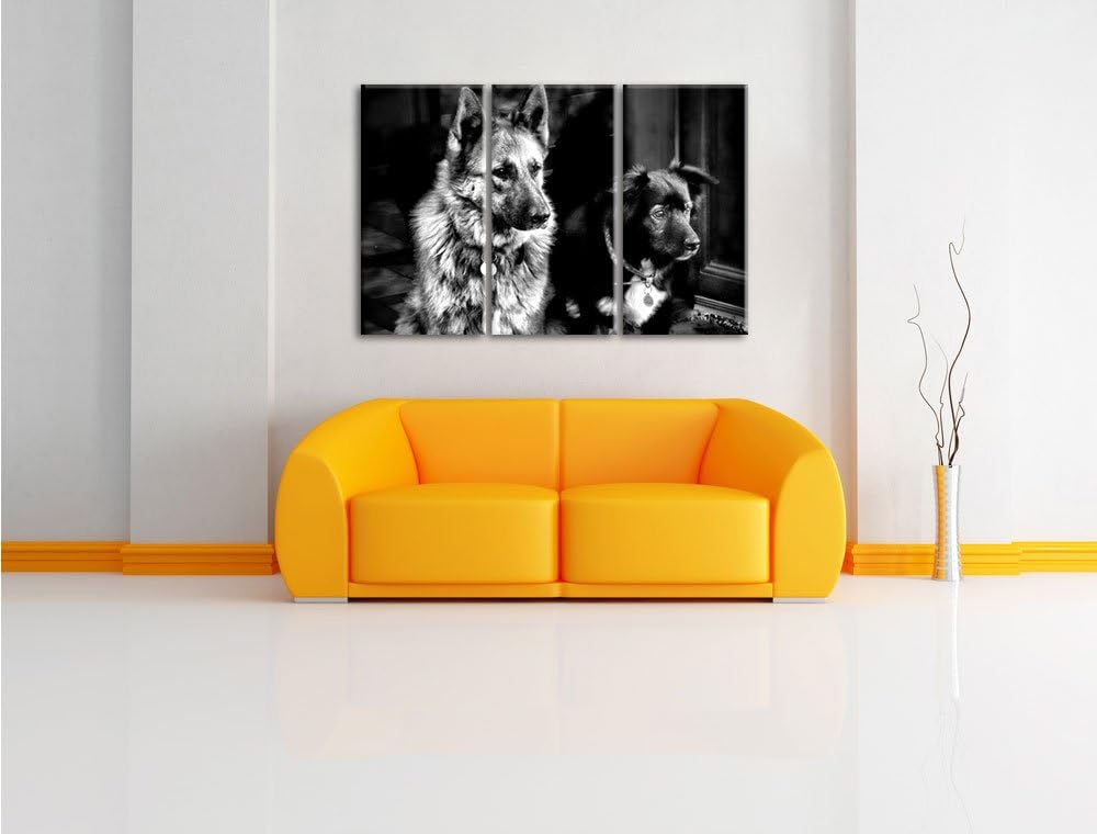 Pixxprint Zwei Hunde auf dem Teppich als Leinwandbild/Grösse: 3 Teilig (120x80) cm/Wandbild/Kunstdru