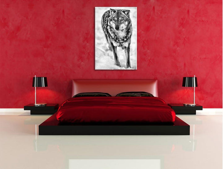 Pixxprint Wolf in Schneelandschaft als Leinwandbild/Grösse: 100x70 cm/Wandbild/Kunstdruck/fertig bes