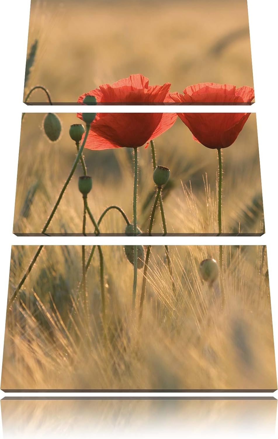 Pixxprint Zwei schöne Mohnblumen 3-Teiler Leinwandbild 120x80 Bild auf Leinwand