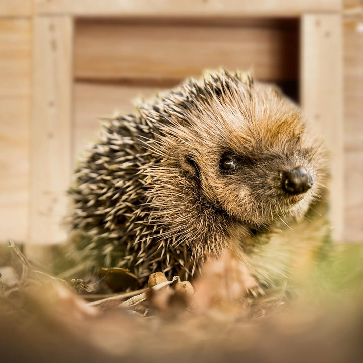 Relaxdays Igelhaus für den Garten, Winterquartier und Unterschlupf, Igelhotel Tannenholz, HBT: 22,5