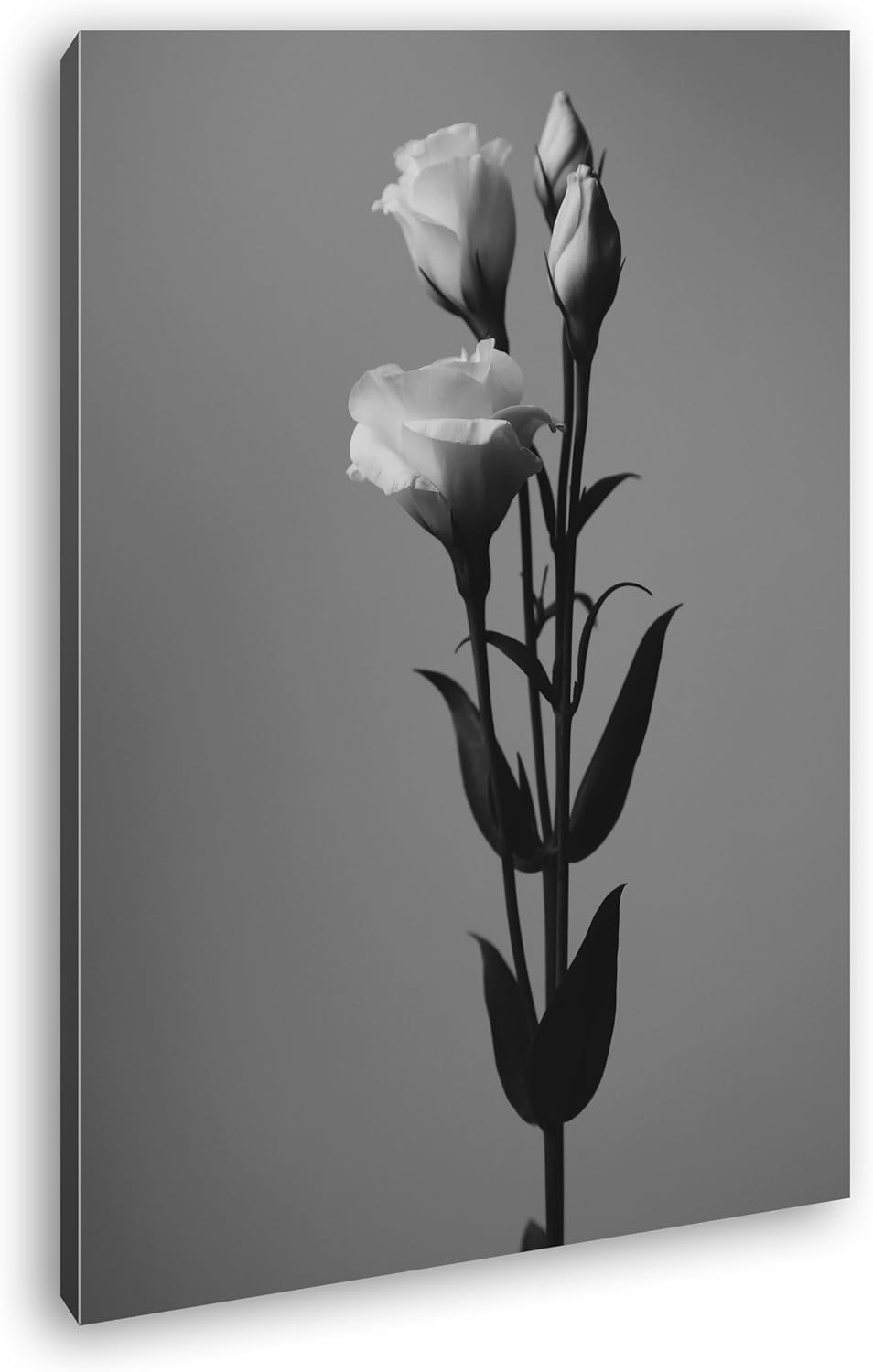 deyoli schöne Rosen Format: 80x60 Effekt: Schwarz/Weiss als Leinwand, Motiv fertig gerahmt auf Echth