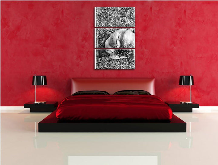 Pixxprint Zwei Knoblauchknollen als Leinwandbild/Grösse: 3 Teilig (120x80) cm/Wandbild/Kunstdruck/fe