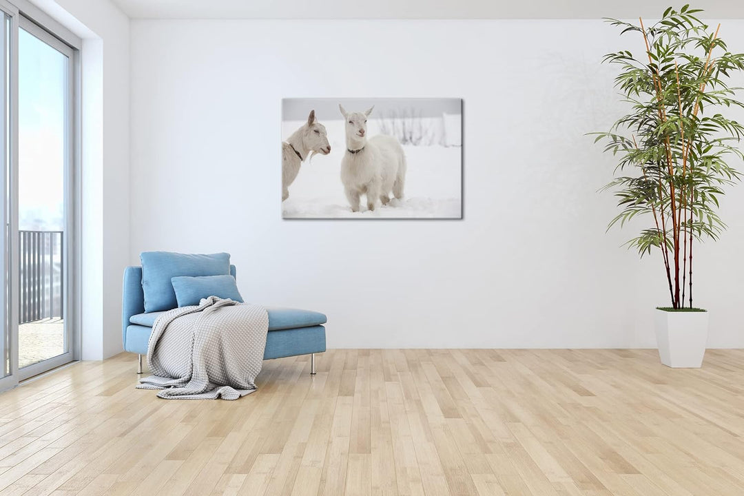 deyoli weisse Ziegen im Schnee Format: 100x70 als Leinwand, Motiv fertig gerahmt auf Echtholzrahmen,