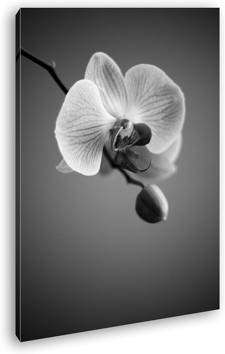 deyoli zauberhafte Orchidee Format: 100x70 Effekt: Schwarz&Weiss als Leinwandbild, Motiv fertig gera