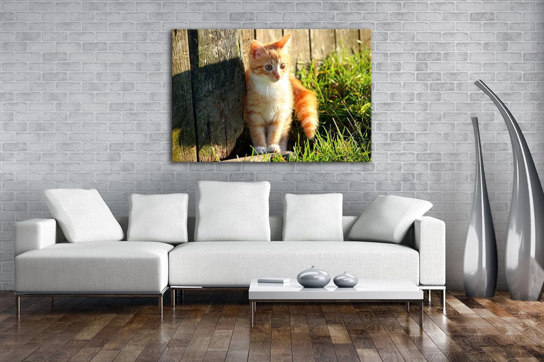 deyoli süsse kleine Katze im Sonnenschein Format: 80x60 als Leinwandbild, Motiv fertig gerahmt auf E