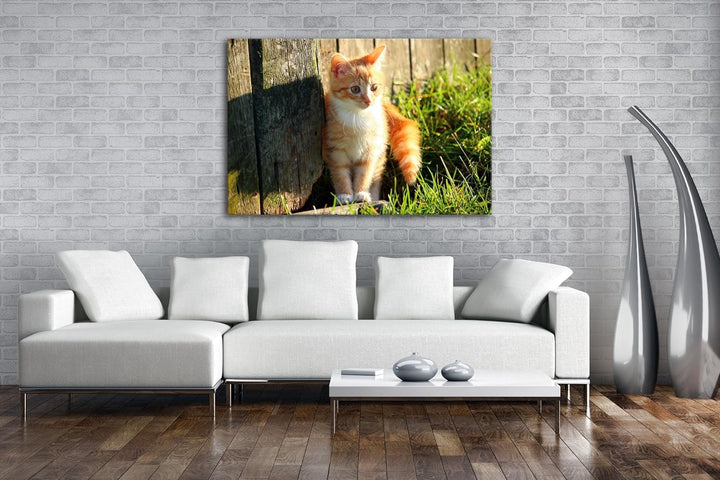 deyoli süsse kleine Katze im Sonnenschein Format: 80x60 als Leinwandbild, Motiv fertig gerahmt auf E