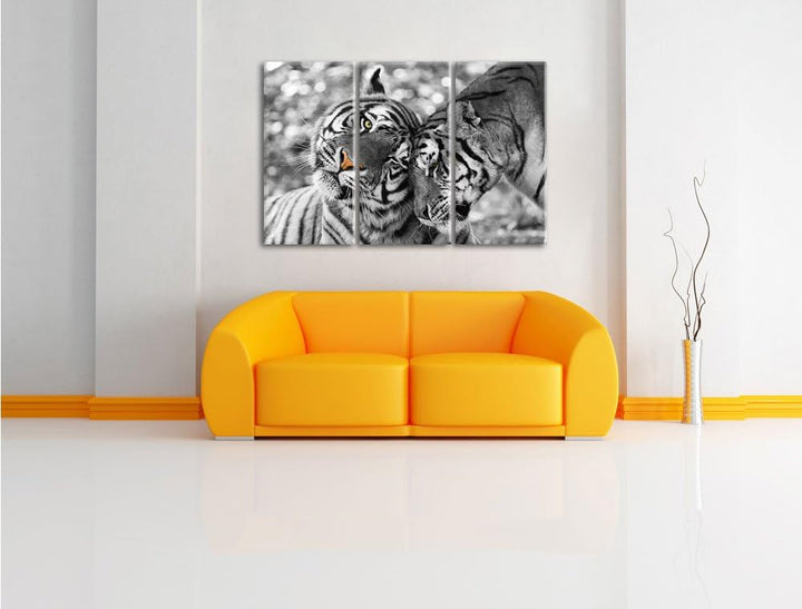 Pixxprint Zwei liebkosende Tiger als Leinwandbild/Grösse: 3 Teilig (120x80) cm/Wandbild/Kunstdruck/f