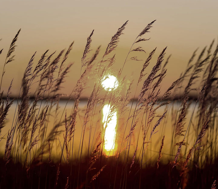Gräser bei Sonnenuntergang Herdabdeckplatte & Spritzschutz aus Echtglas | Für Herd-Kochfelder | 60x5