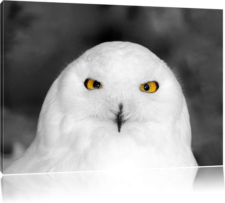 Prächtige schneeweisse Eule Schwarz/Weiss, Format: 100x70 auf Leinwand, riesige Bilder fertig gerahm