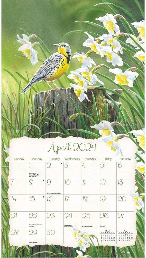 LANG Songbirds™ Wandkalender 2024 (24991001880) Multi, 2024
