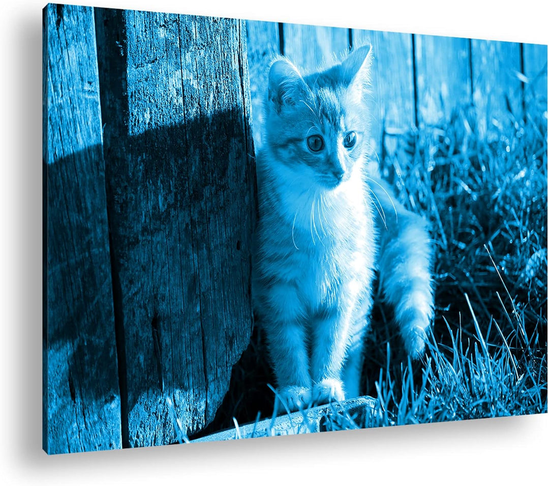 deyoli süsse kleine Katze im Sonnenschein Format 80x60 Effekt: Monocrome Blau als Leinwandbild, Moti
