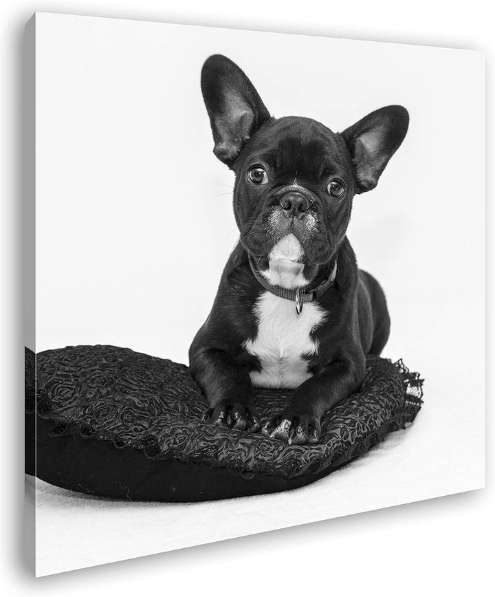 deyoli putzige Bulldogge mit einem Rotem Kissen Format: 70x70 Effekt: Schwarz&Weiss als Leinwandbild