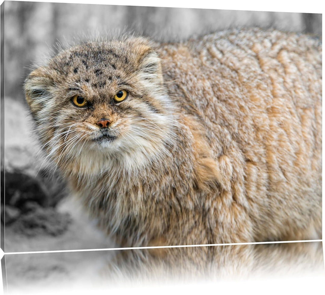 gereizte kleine Manul schwarz/weiss Format: 100x70auf Leinwand, XXL riesige Bilder fertig gerahmt mi