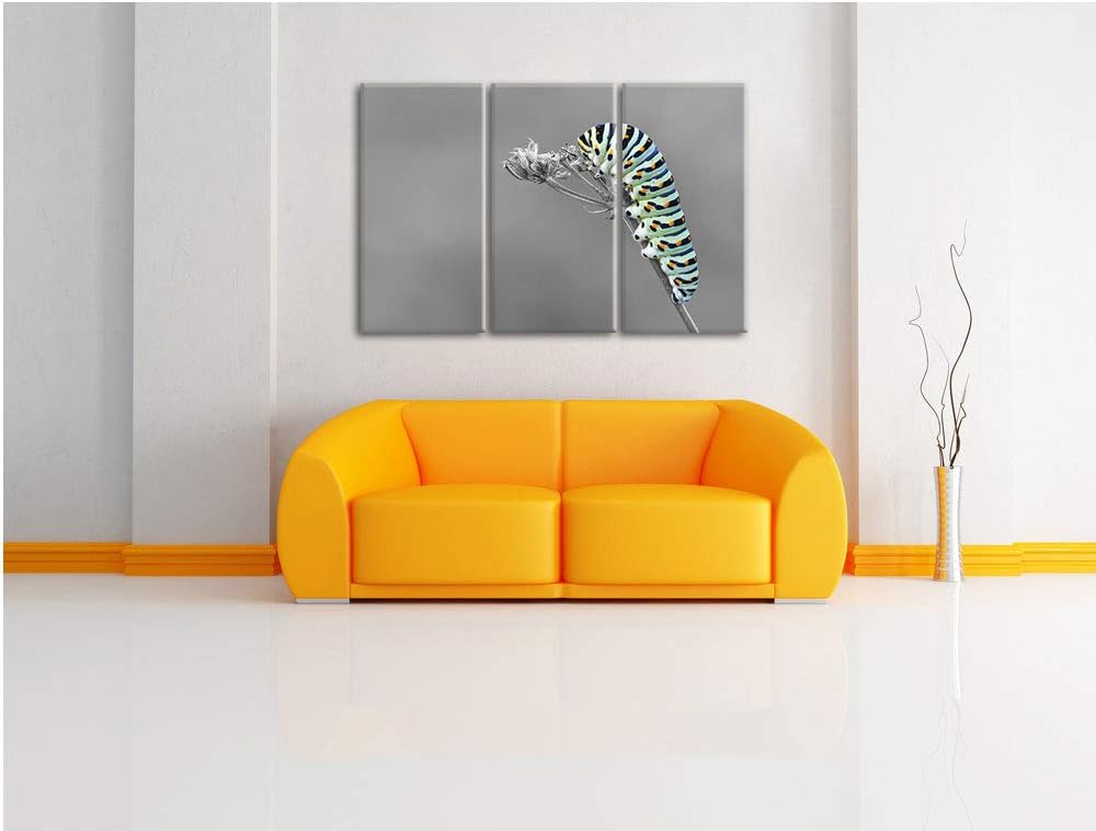Grüne Raupe auf Ast Insekten Urwald Tiere schwarz/weiss 3-Teiler Leinwandbild 120x80 Bild auf Leinwa
