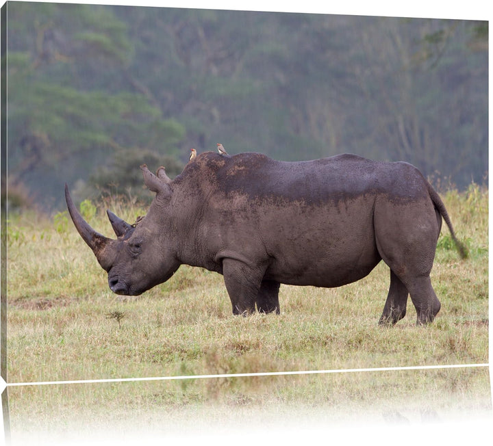 grosses Nashorn in der Savanne Leinwand, XXL riesige Bilder fertig gerahmt mit Keilrahmen, Kunstdruc