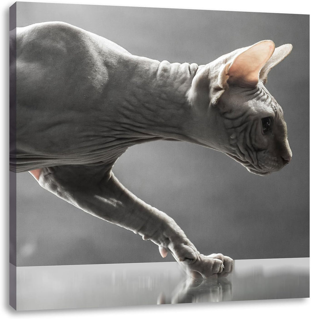 Einzigartige Sphynx Katze, Format: 70x70 auf Leinwand, XXL riesige Bilder fertig gerahmt mit Keilrah