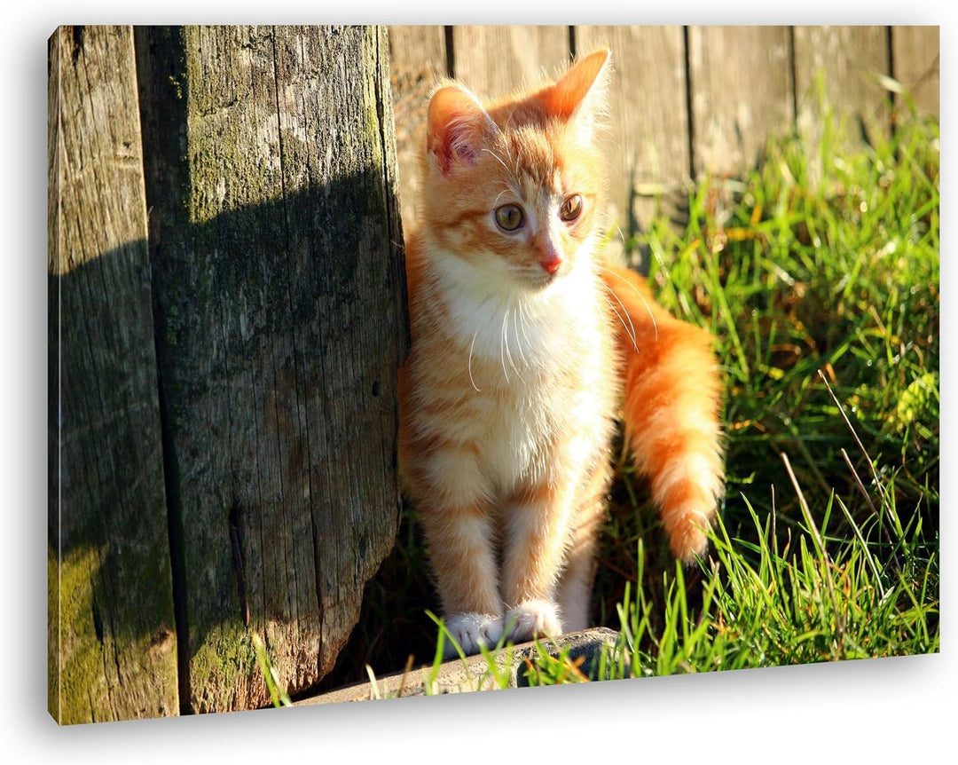 deyoli süsse kleine Katze im Sonnenschein Format: 80x60 als Leinwandbild, Motiv fertig gerahmt auf E