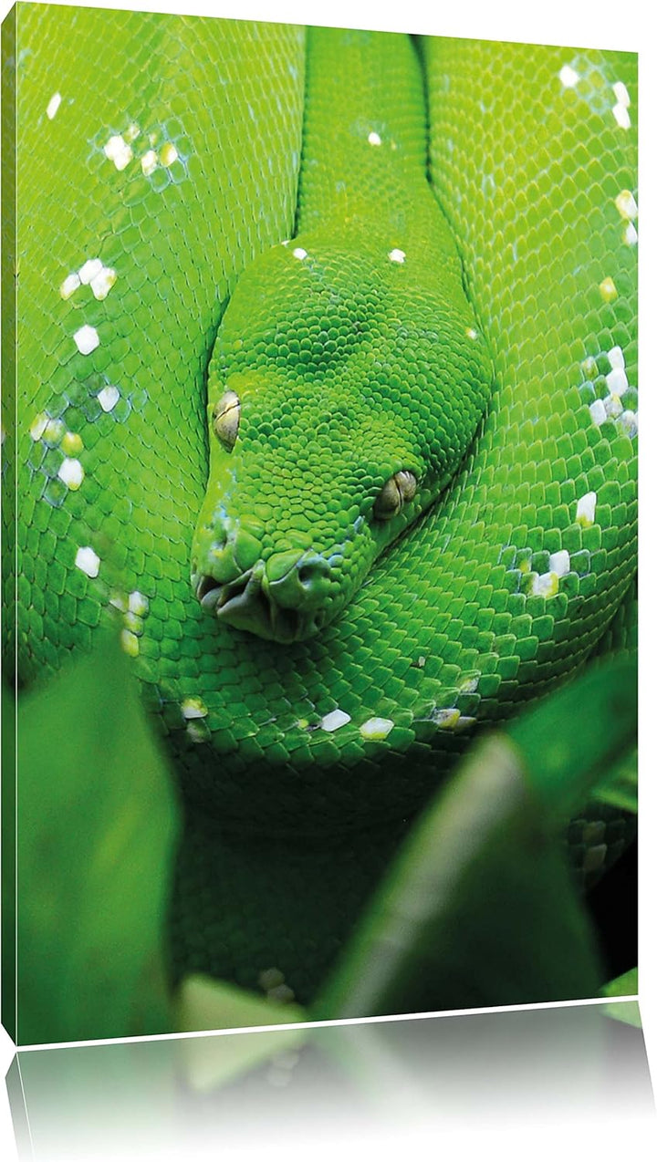 Grüne giftige Schlange, Format: 100x70 auf Leinwand, XXL riesige Bilder fertig gerahmt mit Keilrahme