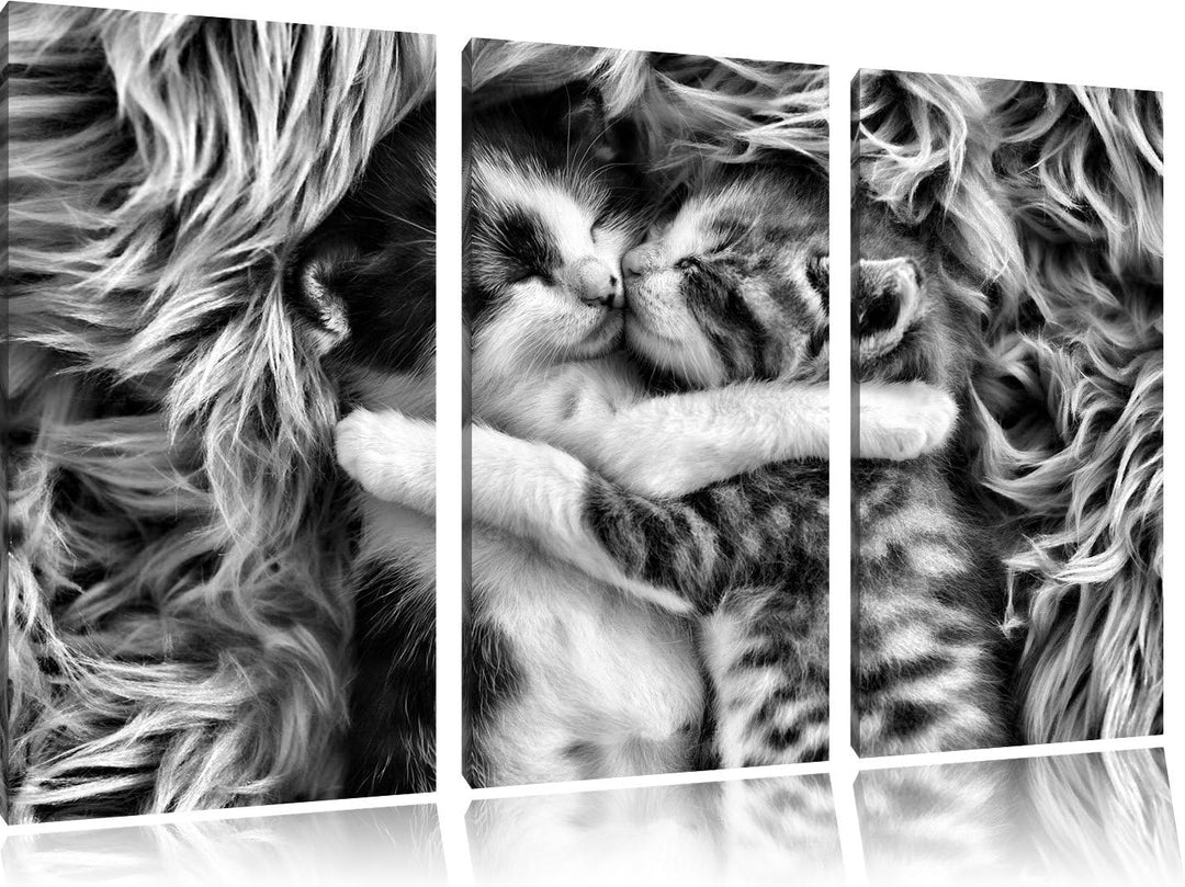 Pixxprint Zwei kuschelnde Kätzchen als Leinwandbild/Grösse: 3 Teilig (120x80) cm/Wandbild/Kunstdruck