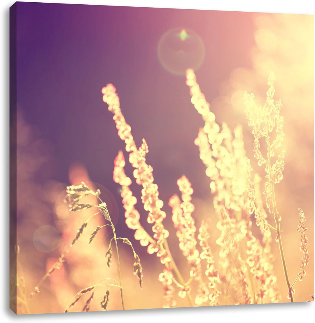 Gräser im Sonnenuntergang, Format: 70x70 auf Leinwand, XXL riesige Bilder fertig gerahmt mit Keilrah