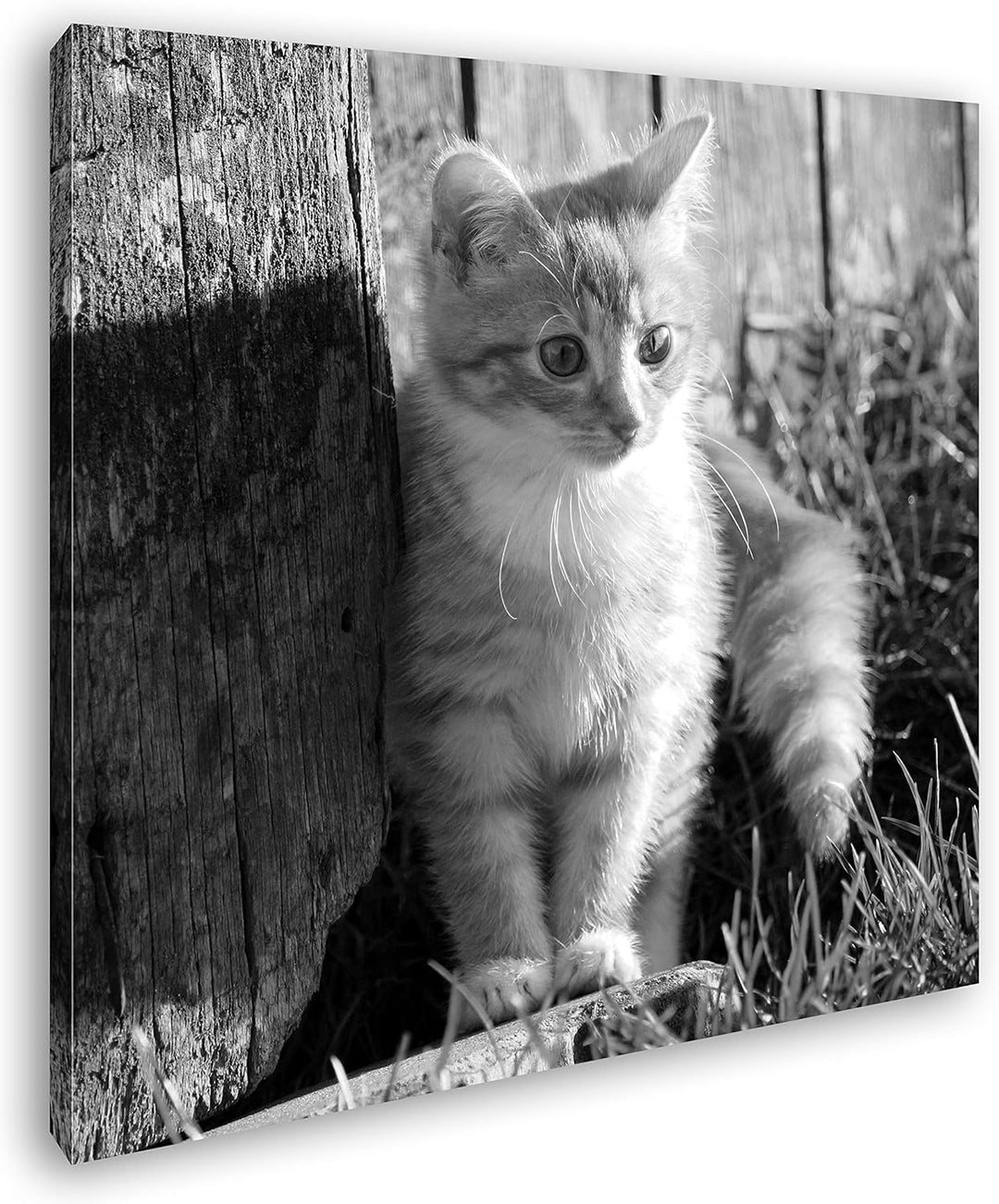 deyoli süsse kleine Katze im Sonnenschein Format: 60x60 Effekt: Schwarz&Weiss als Leinwandbild, Moti