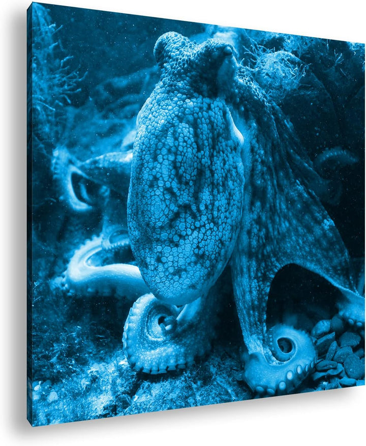 deyoli Oktopus am Korallenriff Format: 70x70 Effekt: Monocrome Blau als Leinwandbild, Motiv fertig g