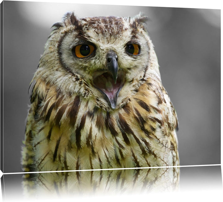 grosse schöne Waldeule gähnt schwarz/weiss Format: 100x70auf Leinwand, XXL riesige Bilder fertig ger