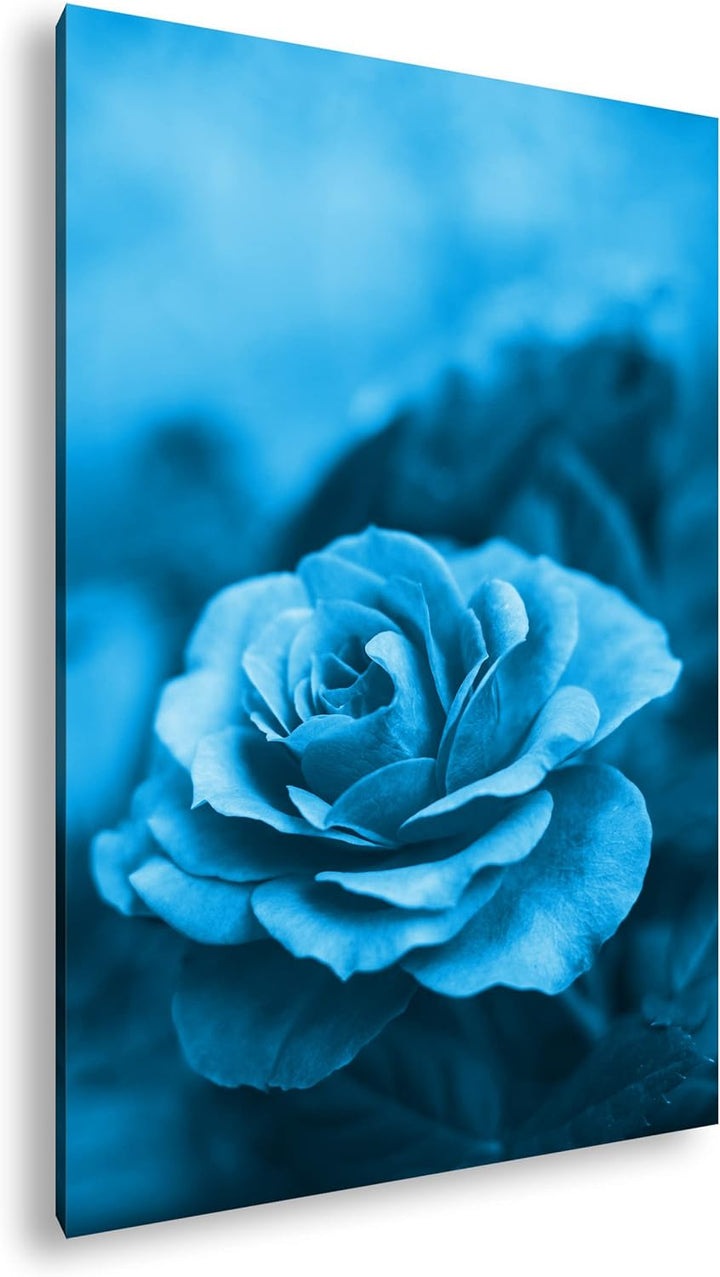 deyoli Rosarote Rosen Format: 60x40 Effekt: Monocrome Blau als Leinwand, Motiv fertig gerahmt auf Ec