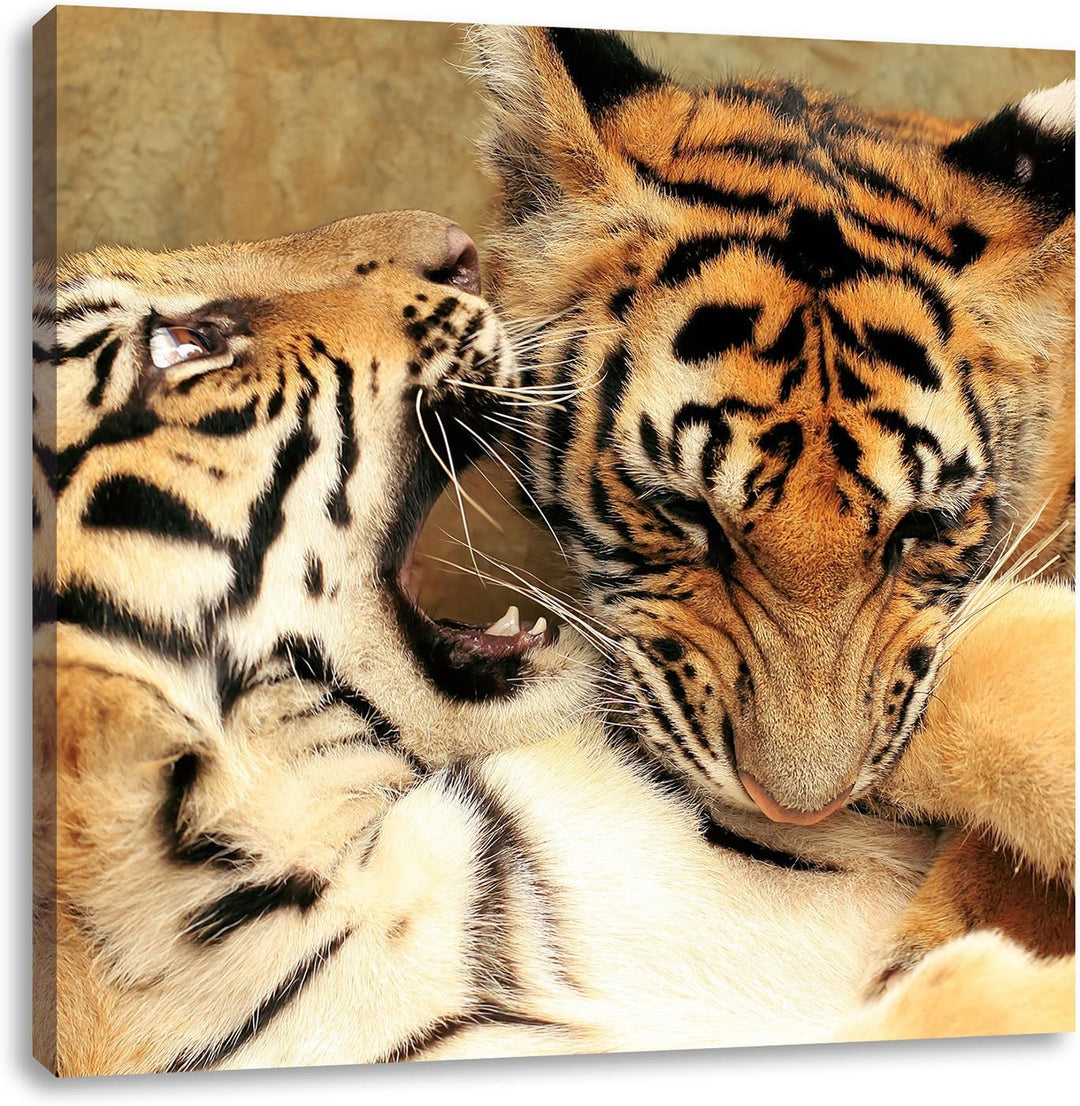 Pixxprint Zwei Junge Tiger beim Kämpfen als Leinwandbild | Grösse: 70x70 cm | Wandbild| Kunstdruck |