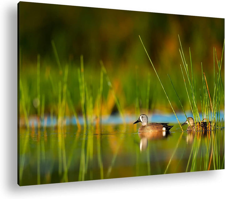 deyoli ruhige Enten auf einem See Format: 100x70 als Leinwand, Motiv fertig gerahmt auf Echtholzrahm