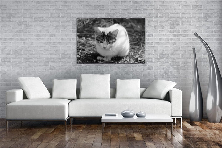 deyoli niedliches Kätzchen Effekt: Schwarz&Weiss Format: 80x60 als Leinwandbild, Motiv fertig gerahm